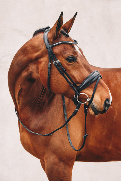 Schockemohle Stanford Dressage Bridle